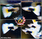 Aquarium Guppy Fish High Quality - Half Black Yellow - Betta USA Aquatic