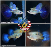 Aquarium Guppy Fish High Quality- Blue Diamond Japan - Betta USA Aquatic