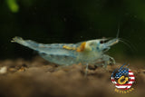 Blue Jelly - Freshwater Neocaridina Aquarium Shrimp. Live Guarantee - Betta USA Aquatic
