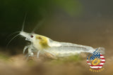 Snow Ball - Freshwater Neocaridina Aquarium Shrimp. Live Guarantee - Betta USA Aquatic