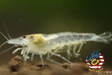 Snow Ball - Freshwater Neocaridina Aquarium Shrimp. Live Guarantee - Betta USA Aquatic