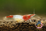 Red Rili - Freshwater Neocaridina Aquarium Shrimp. Live Guarantee - Betta USA Aquatic