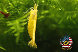 Neon Golden Back - Freshwater Neocaridina Aquarium Shrimp. Live Guarantee - Betta USA Aquatic
