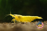 Neon Golden Back - Freshwater Neocaridina Aquarium Shrimp. Live Guarantee - Betta USA Aquatic