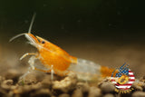 Orange Rili - Freshwater Neocaridina Aquarium Shrimp. Live Guarantee - Betta USA Aquatic