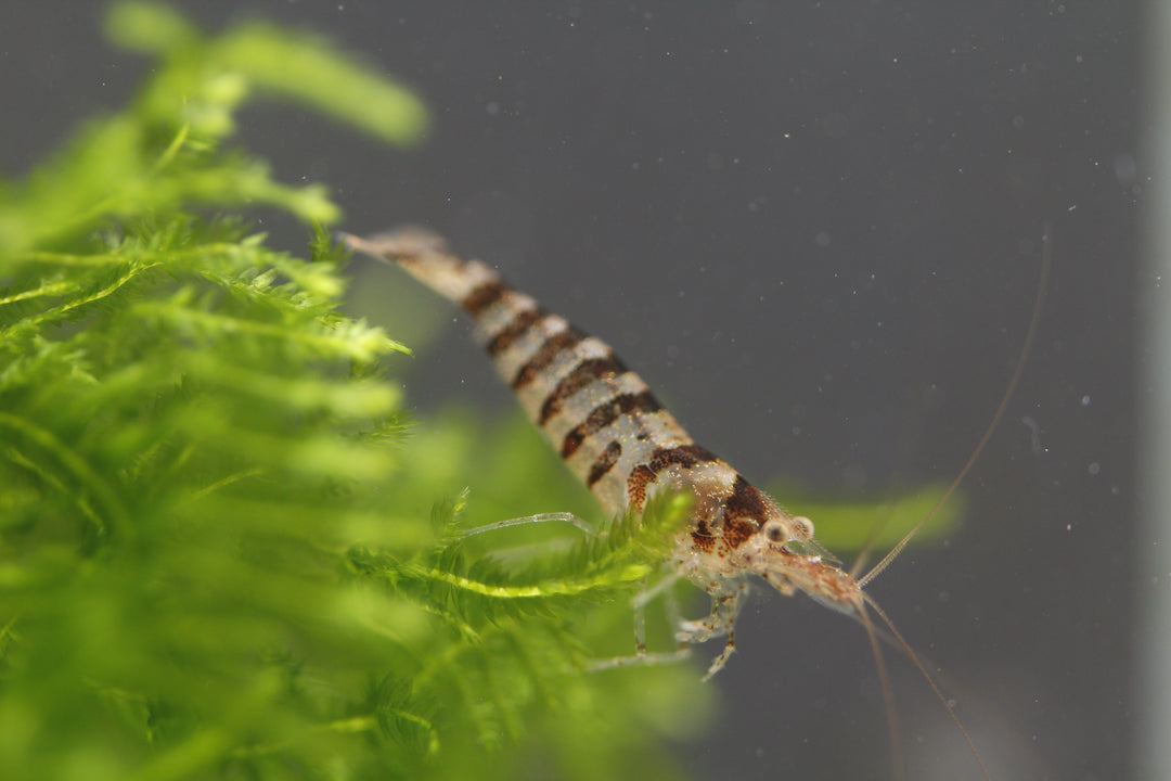 Babaulti Zebra  - Freshwater Neocaridina Aquarium Shrimp. Live Guarantee