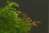 Babaulti Zebra - Freshwater Neocaridina Aquarium Shrimp. Live Guarantee - Betta USA Aquatic