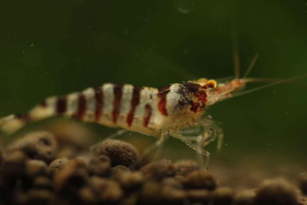 Babaulti Zebra  - Freshwater Neocaridina Aquarium Shrimp. Live Guarantee