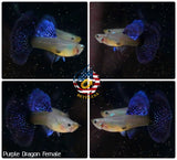 Aquarium Guppy Fish High Quality - Purple Dragon - Betta USA Aquatic