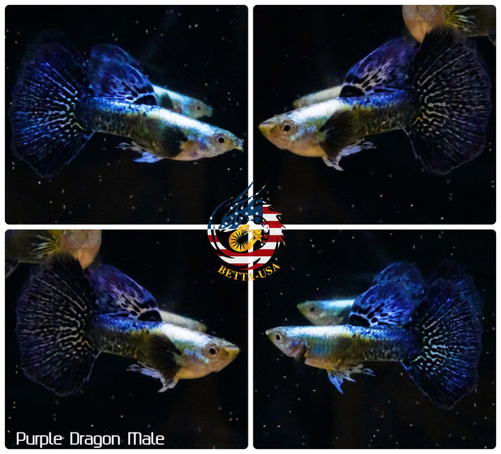 Aquarium Guppy Fish High Quality - Purple Dragon