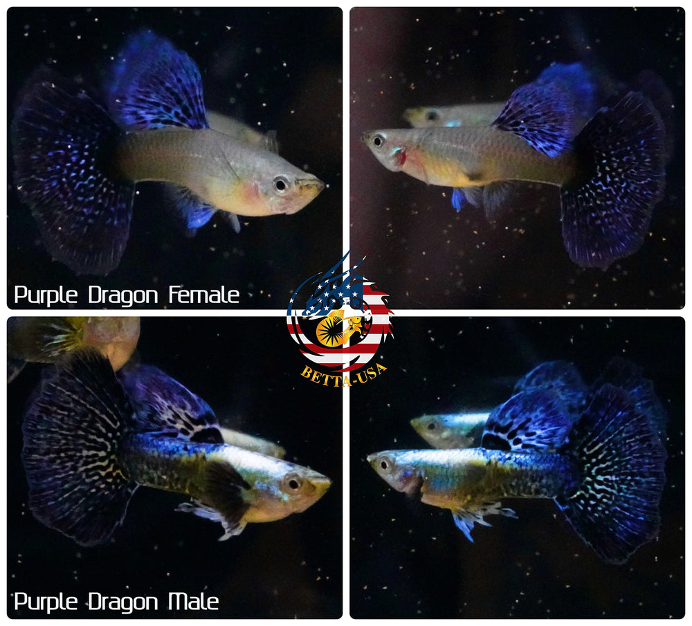 Aquarium Guppy Fish High Quality - Purple Dragon - Betta USA Aquatic