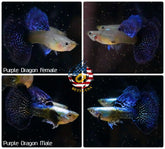 Aquarium Guppy Fish High Quality - Purple Dragon - Betta USA Aquatic