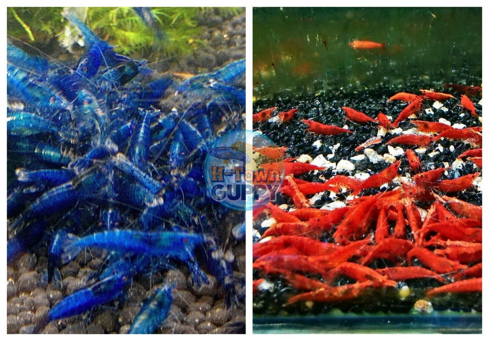 (COMBO ) 10+1 Fire Red & 10+1 Dream Blue Freshwater Neocaridina Aquarium Shrimp - Betta USA Aquatic