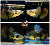 Live Aquarium Guppy Fish High Quality - Red Dragon BDS - Betta USA Aquatic