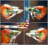 Aquarium Guppy Fish High Quality - Red Dragon Ribbon BDS - Betta USA Aquatic