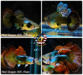 Live Aquarium Guppy Fish High Quality - Red Dragon BDS - Betta USA Aquatic