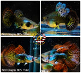 Live Aquarium Guppy Fish High Quality - Red Dragon BDS - Betta USA Aquatic