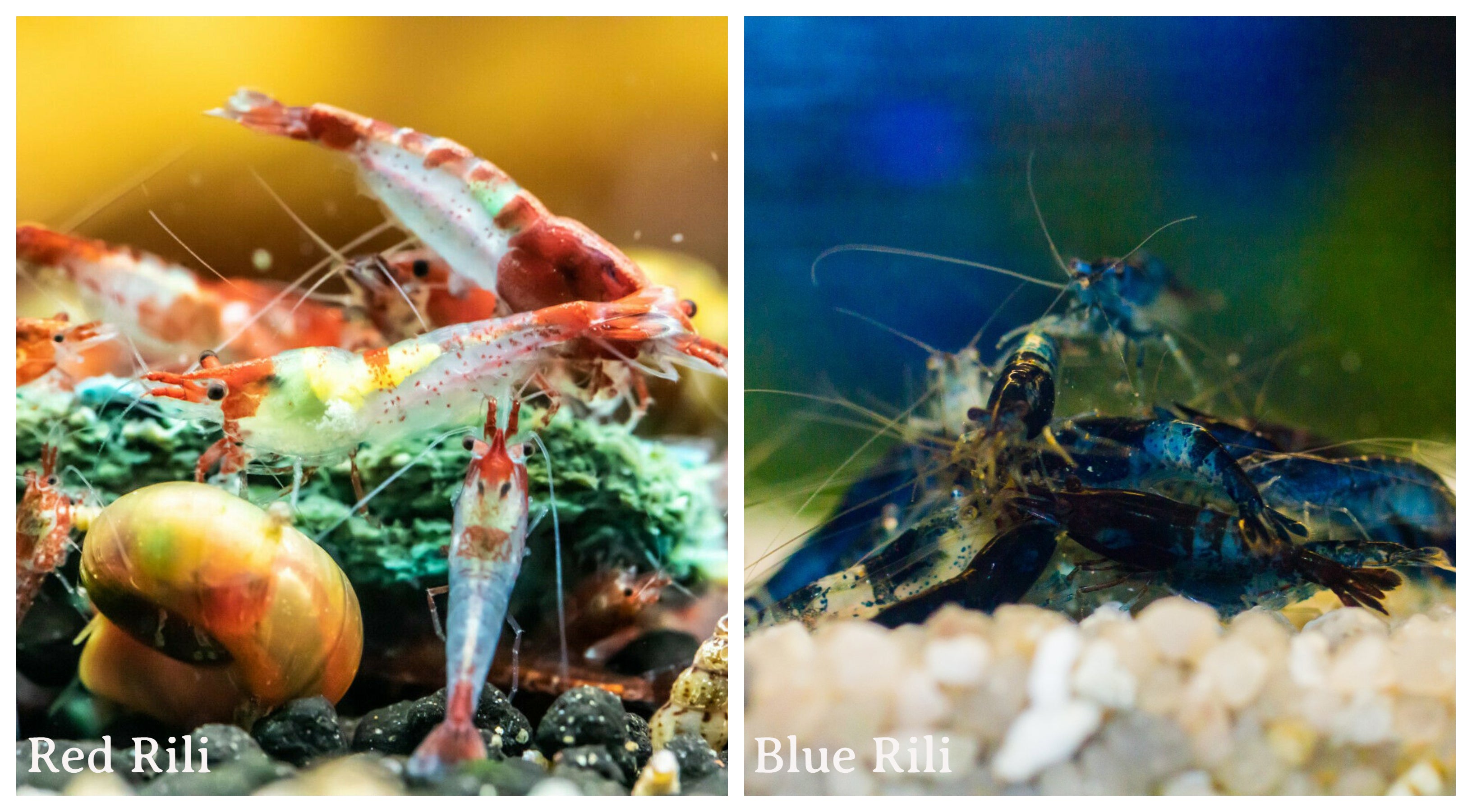 (COMBO ) 10+1 Red Rili & 10+1 Blue Rili Freshwater Neocaridina Aquarium Shrirmp - Betta USA Aquatic