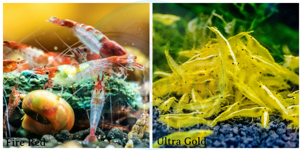 (COMBO ) 10+1 Golden Back & 10+1 Red Rili Freshwater Neocaridina Aquarium Shrirmp - Betta USA Aquatic