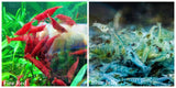 (COMBO ) 10+1 Fire Red & 10+1 Blue Jelly Freshwater Neocaridina Aquarium Shrimp - Betta USA Aquatic