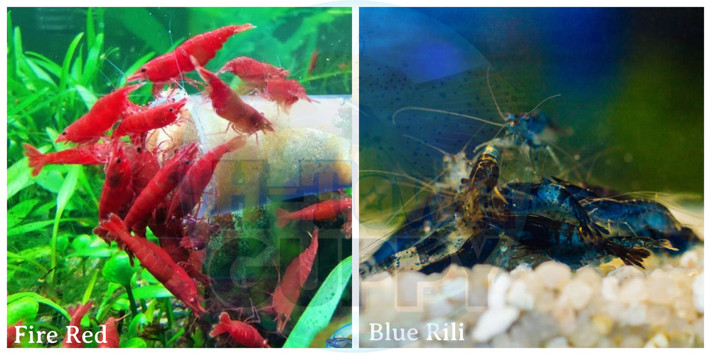 (COMBO ) 10+1 Fire Red & 10+1 Blue Rili Freshwater Neocaridina Aquarium Shrimp - Betta USA Aquatic