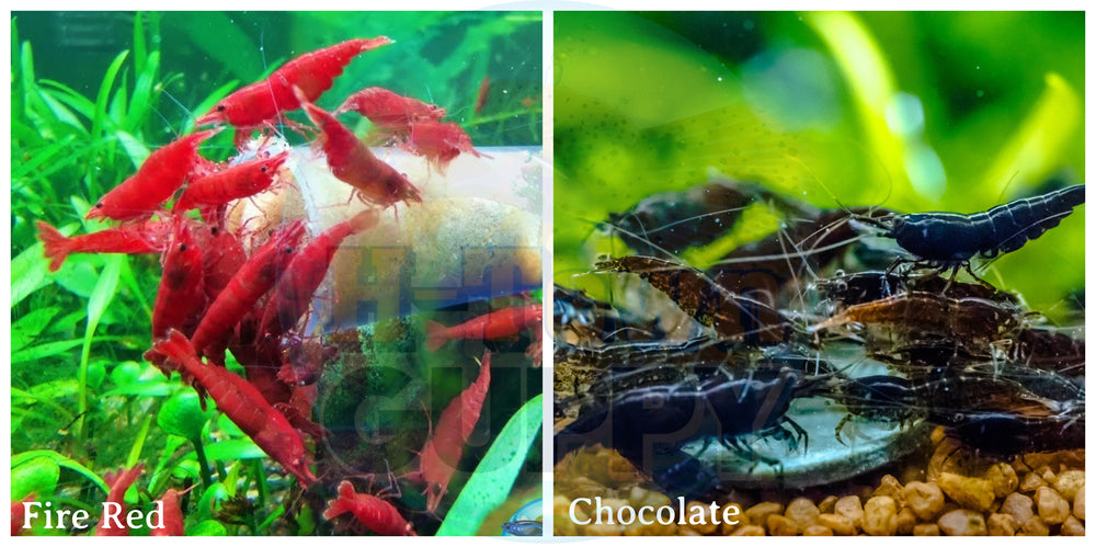 (COMBO ) 10+1 Fire Red & 10+1 Chocolate Freshwater Neocaridina Aquarium Shrimp - Betta USA Aquatic