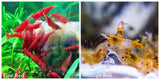 (COMBO ) 10+1 Fire Red & 10+1 Orange Rili Freshwater Neocaridina Aquarium Shrimp - Betta USA Aquatic