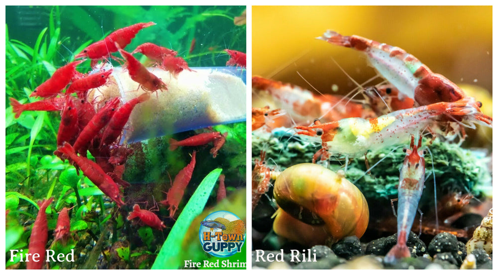 (COMBO ) 10+1 Fire Red & 10+1 Red Rili Freshwater Neocaridina Aquarium Shrimp - Betta USA Aquatic