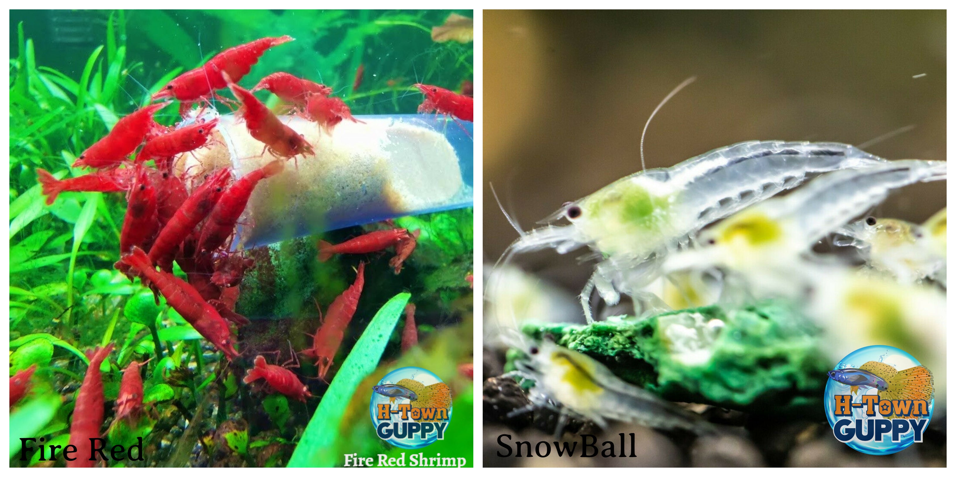 (COMBO ) 10+1 Fire Red & 10+1 Snow Ball Freshwater Neocaridina Aquarium Shrimp - Betta USA Aquatic