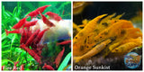 (COMBO ) 10+1 Fire Red & 10+1 Sunkist Freshwater Neocaridina Aquarium Shrimp - Betta USA Aquatic