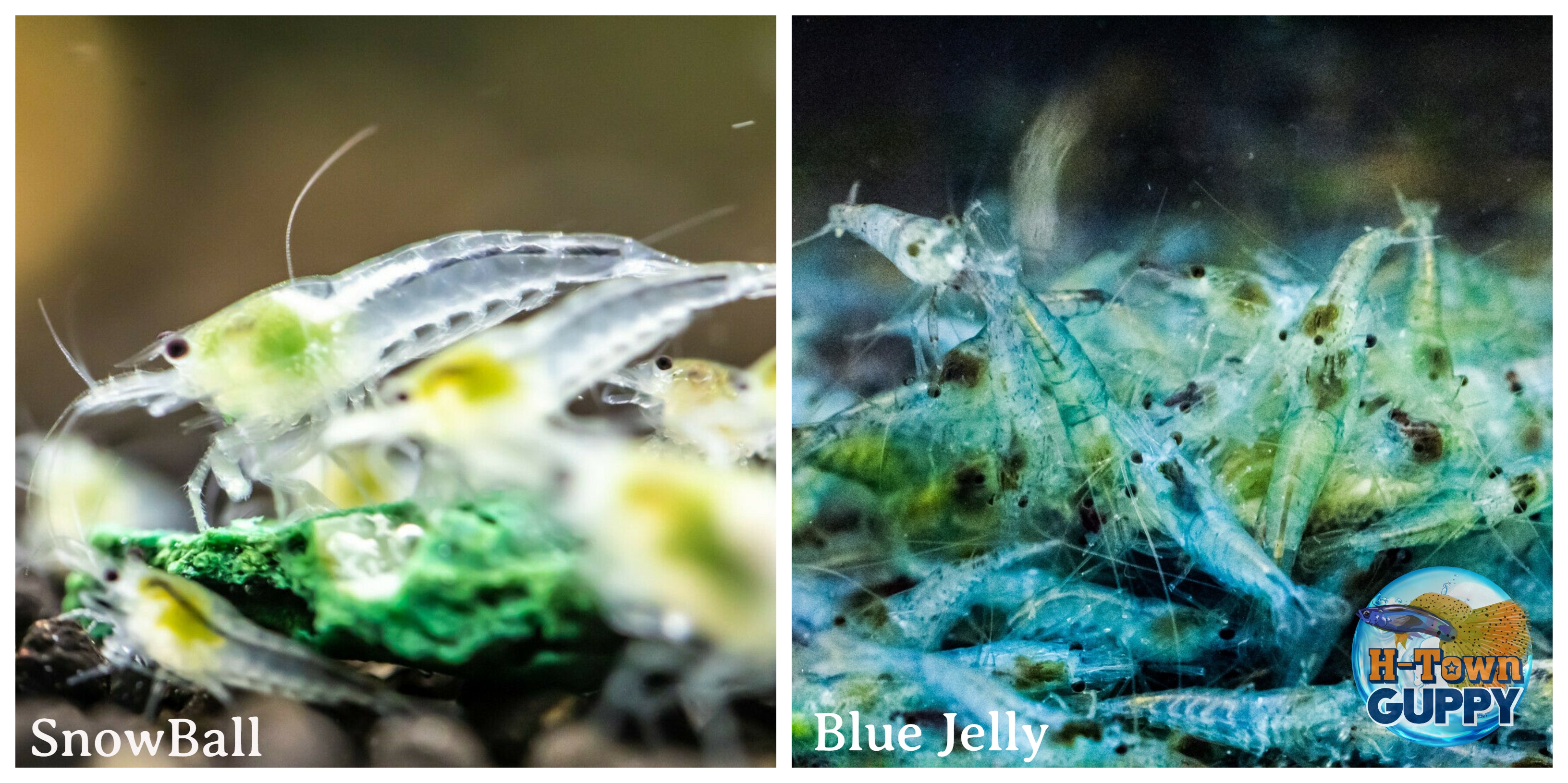 (COMBO ) 10+1 Snowball & 10+1 Blue Jelly Freshwater Neocaridina Aquarium Shrirmp - Betta USA Aquatic