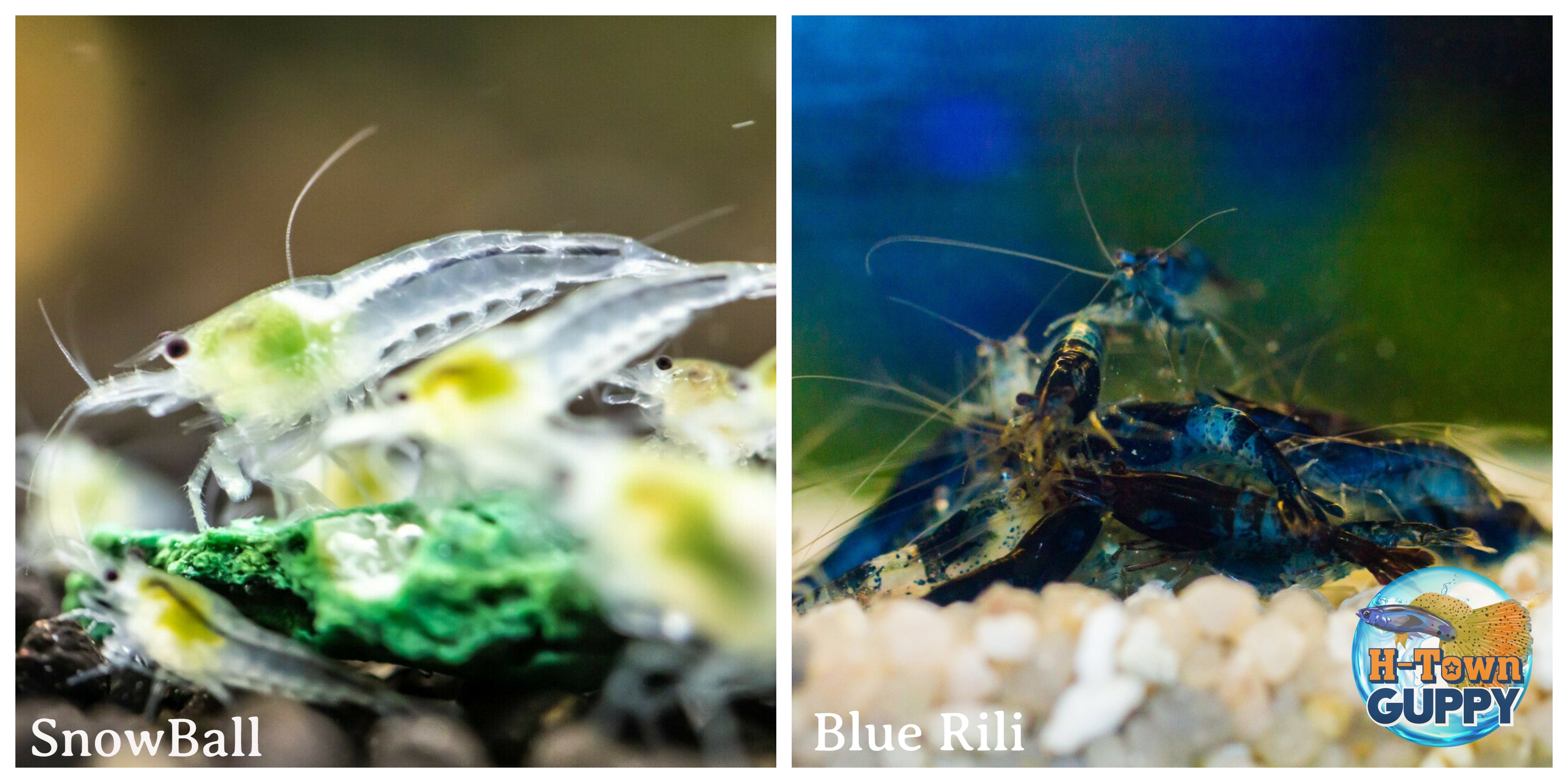 (COMBO ) 10+1 Snowball & 10+1 Blue Rili Freshwater Neocaridina Aquarium Shrirmp - Betta USA Aquatic