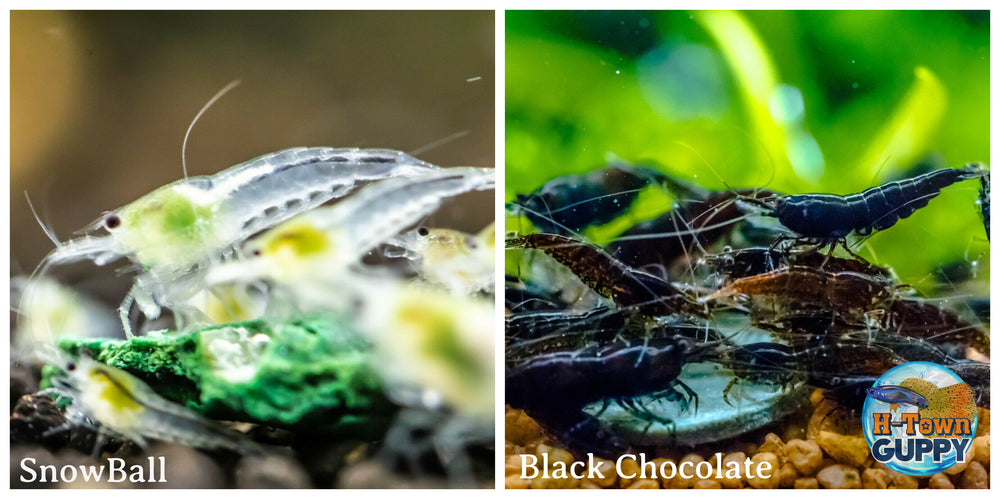 (COMBO ) 10+1 Snowball & 10+1 Chocolate Freshwater Neocaridina Aquarium Shrirmp - Betta USA Aquatic