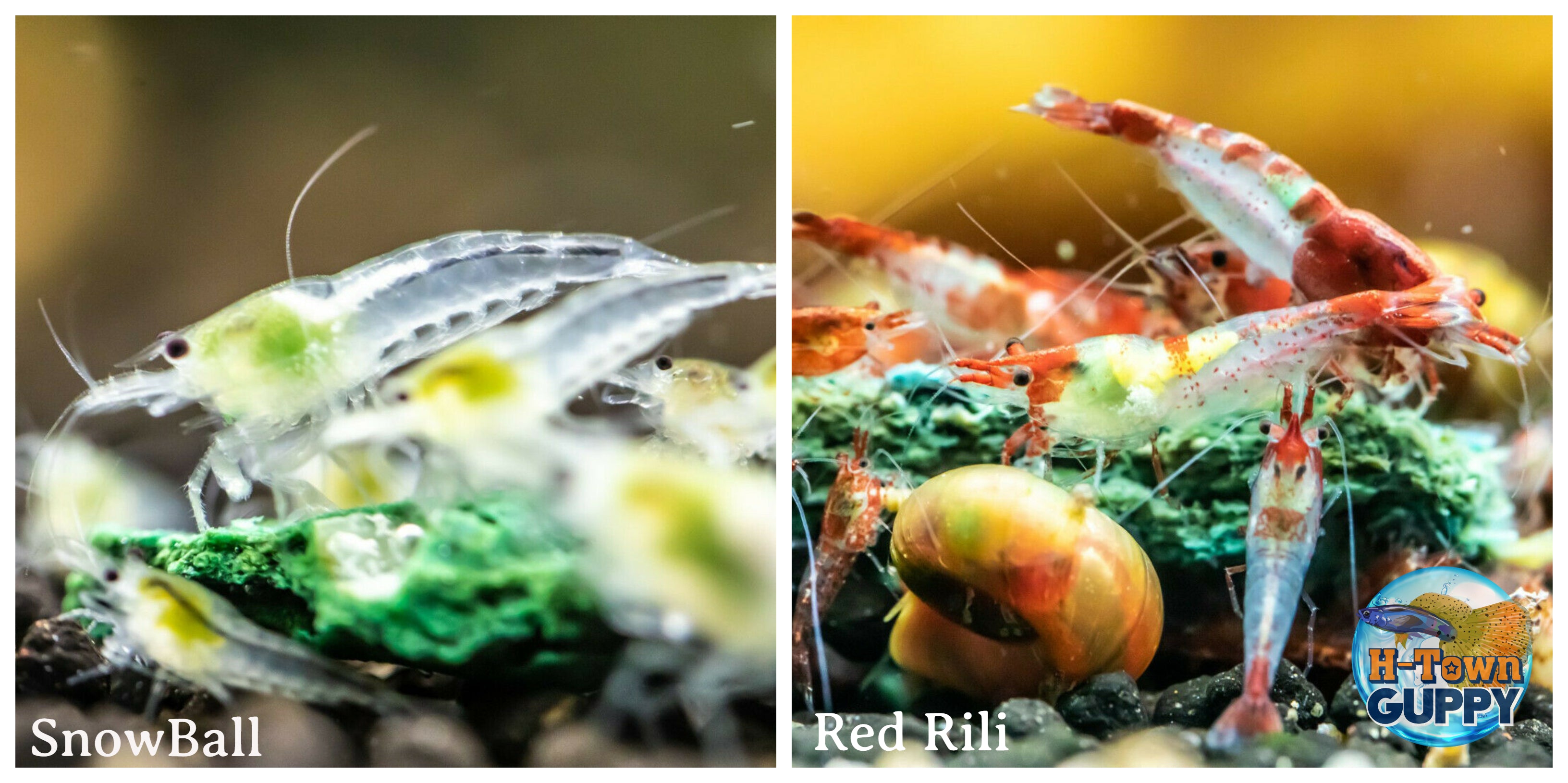 (COMBO ) 10+1 Snowball & 10+1 Red Rili Freshwater Neocaridina Aquarium Shrirmp - Betta USA Aquatic