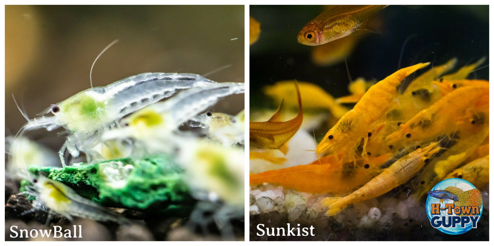 (COMBO ) 10+1 Snowball & 10+1 Sunkist Freshwater Neocaridina Aquarium Shrirmp - Betta USA Aquatic