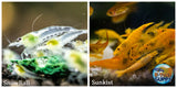(COMBO ) 10+1 Snowball & 10+1 Sunkist Freshwater Neocaridina Aquarium Shrirmp - Betta USA Aquatic