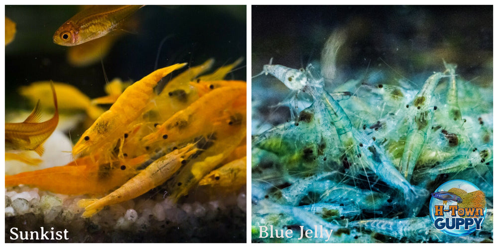(COMBO ) 10+1 Sunkist & 10+1 Blue Jelly Freshwater Neocaridina Aquarium Shrirmp - Betta USA Aquatic