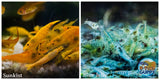 (COMBO ) 10+1 Sunkist & 10+1 Blue Jelly  Freshwater Neocaridina Aquarium Shrirmp - Betta USA Aquatic