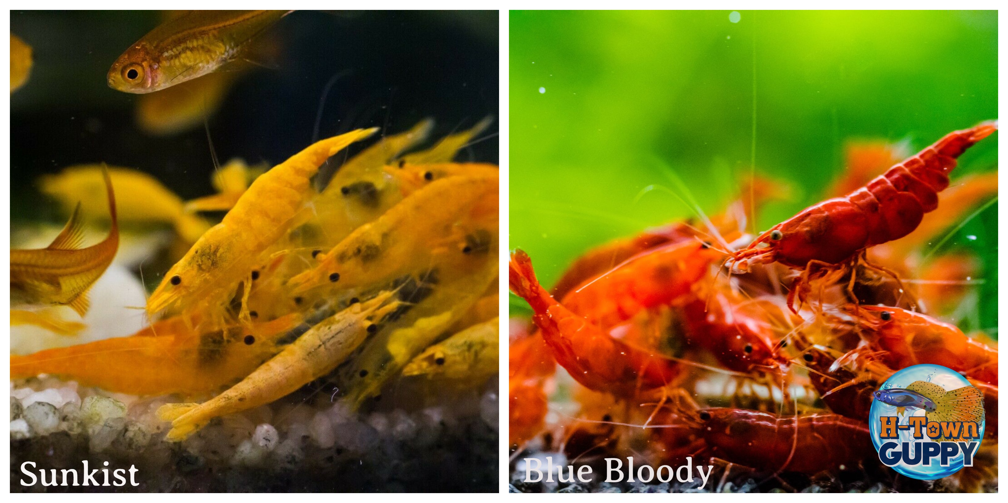 (COMBO ) 10+1 Sunkist & 10+1 Bloody Mary Freshwater Neocaridina Aquarium Shrirmp - Betta USA Aquatic