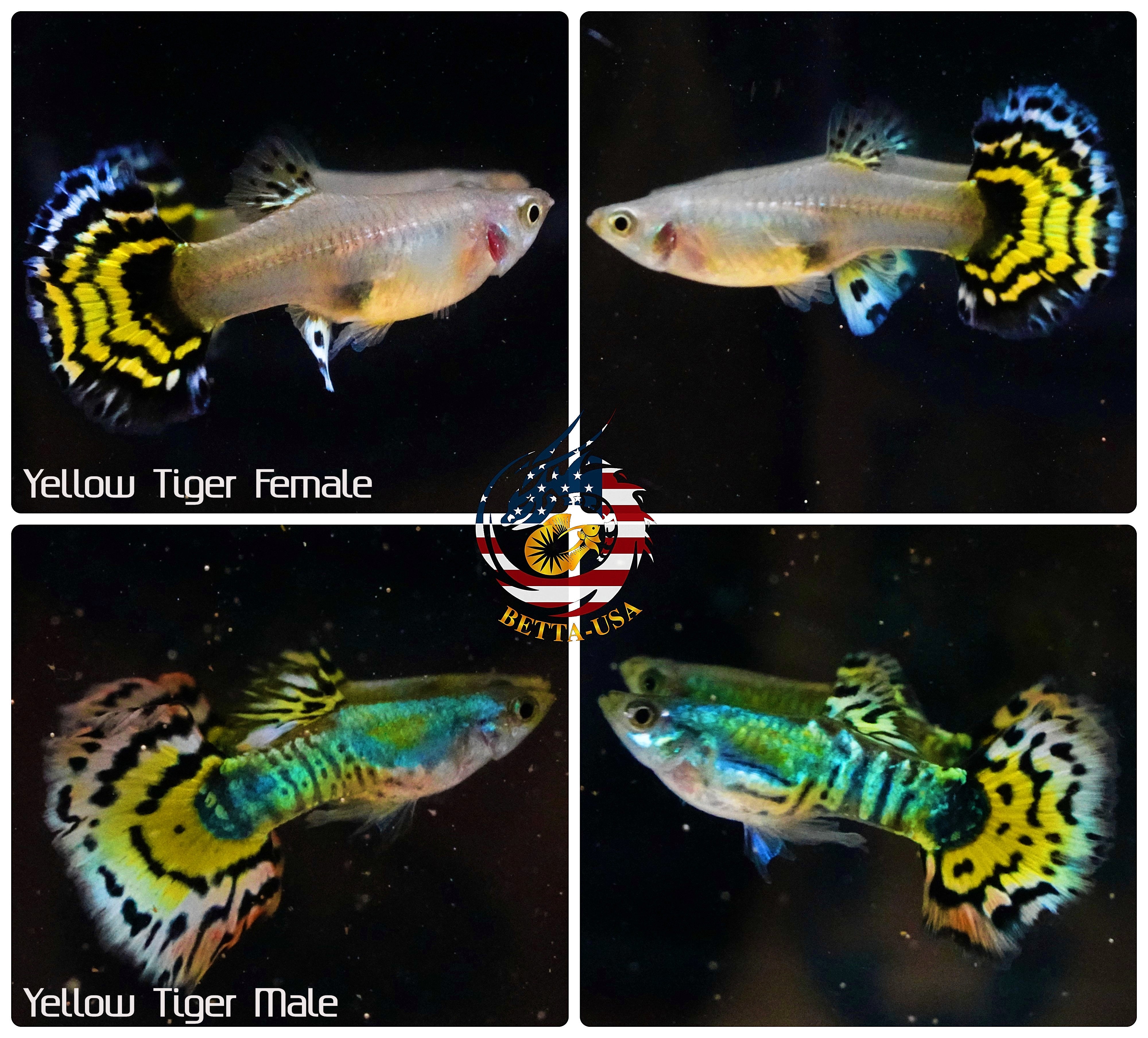 Aquarium Guppy Fish High Quality - Yellow Tiger Halfmoon - Betta USA Aquatic