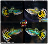 Aquarium Guppy Fish High Quality - Yellow Tiger Halfmoon - Betta USA Aquatic