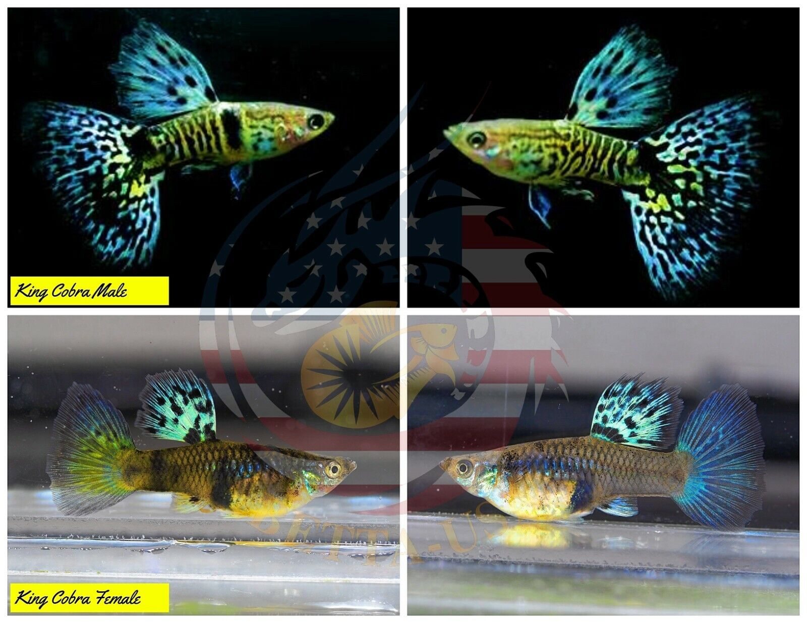 Aquarium Guppy Fish High Quality-  Mini King Cobra - Betta USA Aquatic