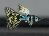 Aquarium Guppy Fish High Quality-  Mini King Cobra - Betta USA Aquatic