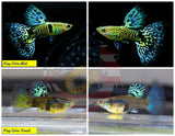 Aquarium Guppy Fish High Quality-  Mini King Cobra - Betta USA Aquatic