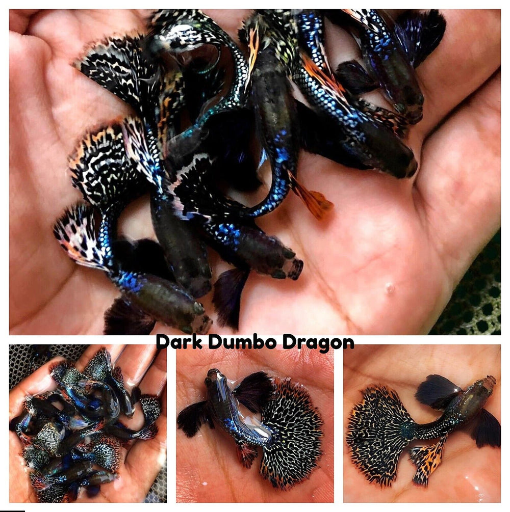 Aquarium Guppy Fish High Quality- Dark Dumbo Dragon - Betta USA Aquatic