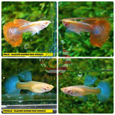 Live Aquarium Guppy Fish High Quality - Albino Red Mosaic - Betta USA Aquatic
