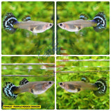 Aquarium Guppy Fish High Quality-  Purple Mosaic Dragon - Betta USA Aquatic