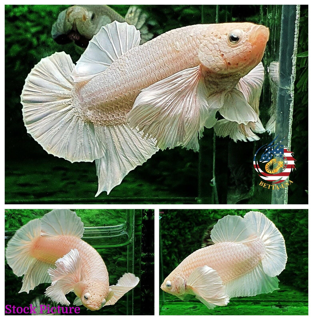 HMPK Platinum White Dumbo - Betta USA Aquatic