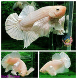HMPK Platinum White Dumbo - Betta USA Aquatic