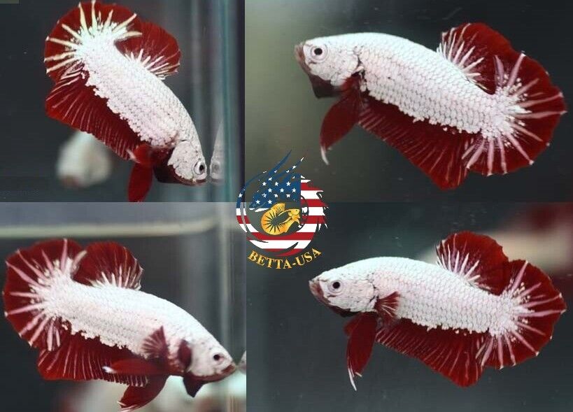 HMPK Red Dragon - Betta USA Aquatic